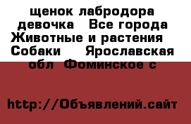 щенок лабродора девочка - Все города Животные и растения » Собаки   . Ярославская обл.,Фоминское с.